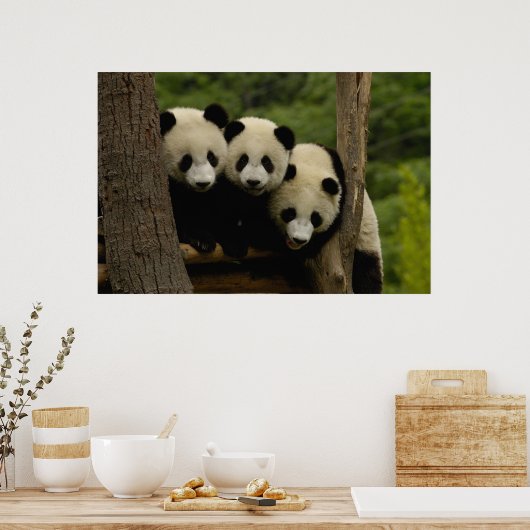 Ailuropoda melanoleuca) 3 poster (Keuken)