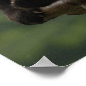 Ailuropoda melanoleuca) 4 poster (Hoek)