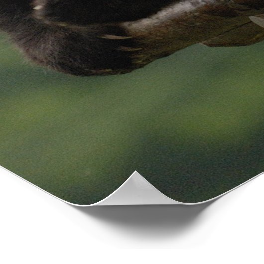 Ailuropoda melanoleuca) 4 poster (Hoek)