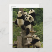 Ailuropoda melanoleuca) briefkaart (Voorkant / Achterkant)