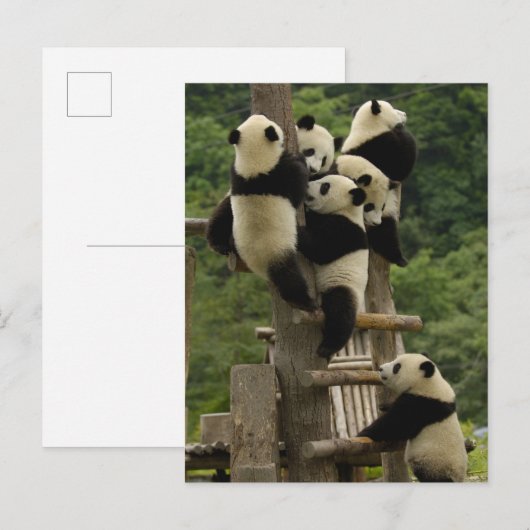 Ailuropoda melanoleuca) briefkaart (Voorkant / Achterkant)