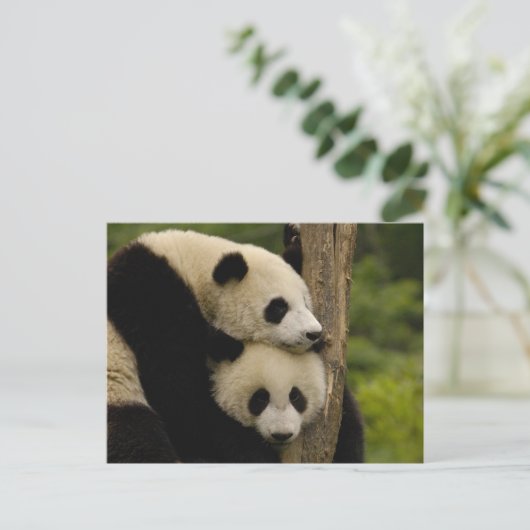 Ailuropoda melanoleuca) briefkaart (Staand voorkant)