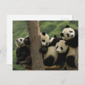 Ailuropoda melanoleuca) briefkaart (Voorkant / Achterkant)