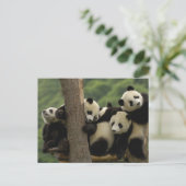 Ailuropoda melanoleuca) briefkaart (Staand voorkant)