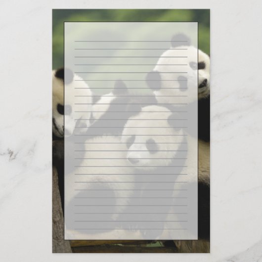 Ailuropoda melanoleuca) briefpapier (Voorkant)