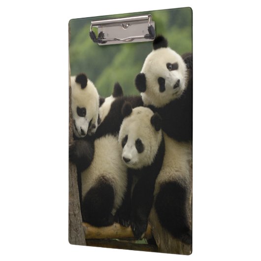 Ailuropoda melanoleuca) klembord (Links)