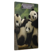 Ailuropoda melanoleuca) klembord (Rechts)