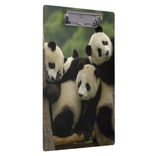 Ailuropoda melanoleuca) klembord (Rechts)