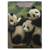 Ailuropoda melanoleuca) klembord (Voorkant)