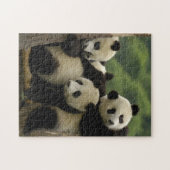 Ailuropoda melanoleuca) legpuzzel (Horizontaal)