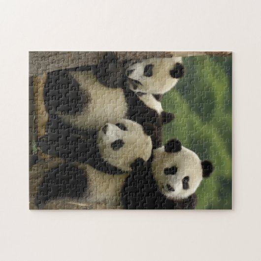 Ailuropoda melanoleuca) legpuzzel (Horizontaal)