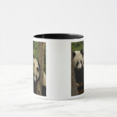 Ailuropoda melanoleuca) mok (Midden)