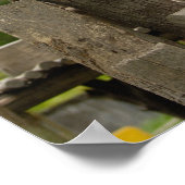 Ailuropoda melanoleuca) poster (Hoek)