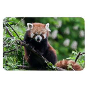 Ailurus fulgens magneet
