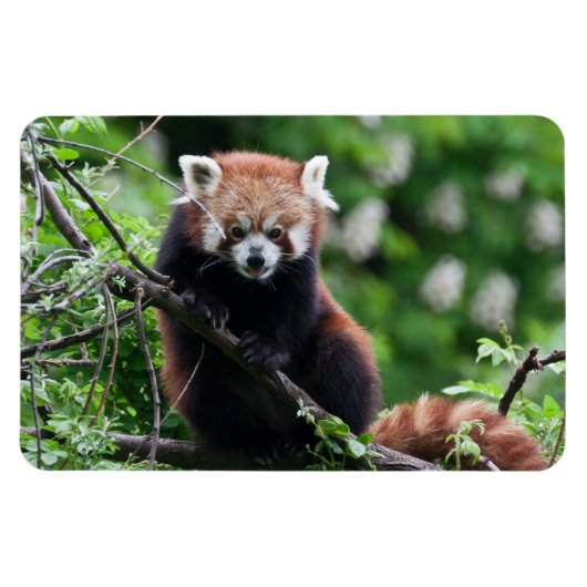 Ailurus fulgens magneet (Horizontaal)