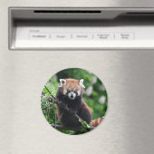 Ailurus fulgens magneet (Insitu (Vaatwasser))