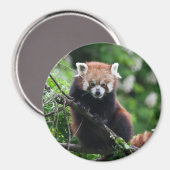 Ailurus fulgens magneet (Voorkant / Achterkant)