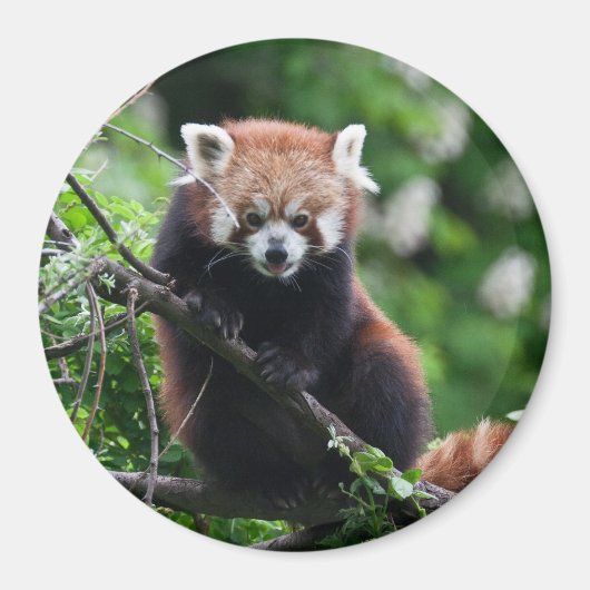 Ailurus fulgens magneet (Voorkant)