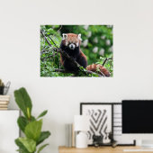 Ailurus fulgens poster (Thuiskantoor)