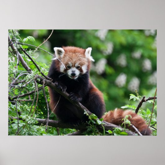 Ailurus fulgens poster (Voorkant)