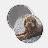 Aimant Avec Lagotto Marron Magneet (Voorkant / Achterkant)