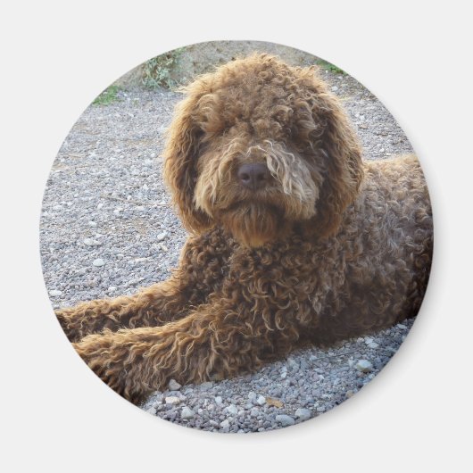 Aimant Avec Lagotto Marron Magneet (Voorkant)