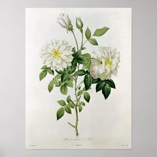 Aime Vibere gegraveerd door Eustache Hyacinthe Poster (Voorkant)