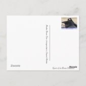 Ain't Love Grand Ravens in love briefkaart (Achterkant)