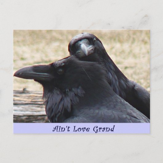 Ain't Love Grand Ravens in love briefkaart (Voorkant)