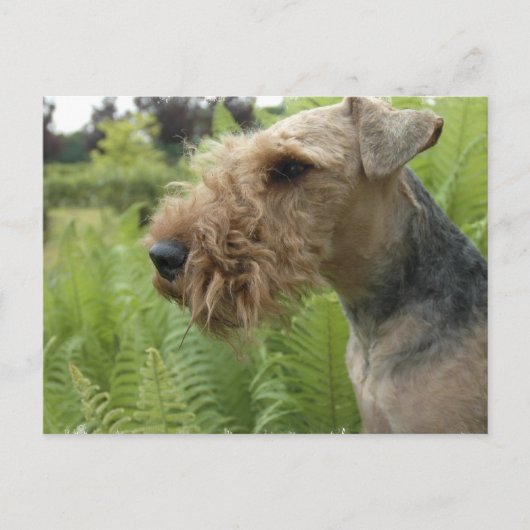 Airedale Briefkaart (Voorkant)