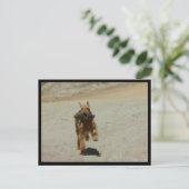 Airedale Dog Briefkaart (Staand voorkant)