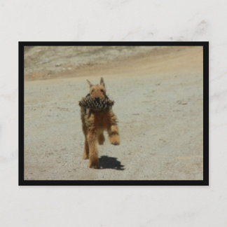 Airedale Dog Briefkaart
