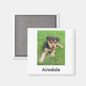 Airedale Puppy Magnet (Voorkant / Achterkant)