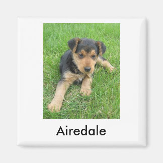 Airedale Puppy Magnet