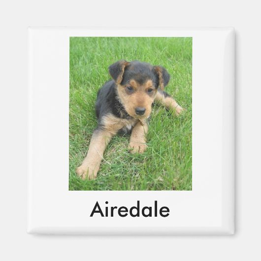 Airedale Puppy Magnet (Voorkant)
