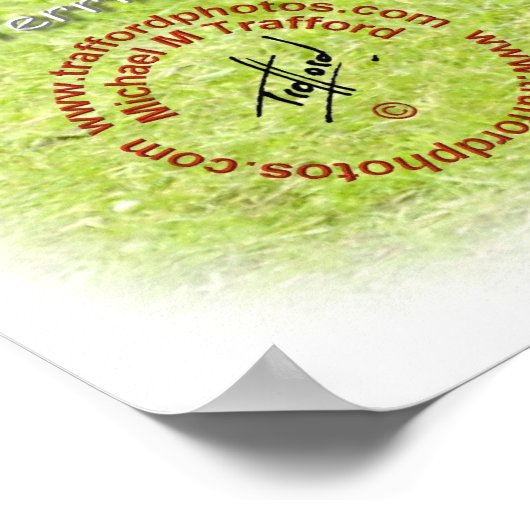 Airedale Terrier 8T092D-16 Poster (Hoek)