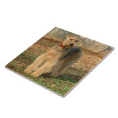 Airedale Terrier Dog Foto Tile Tegeltje (Zijkant)