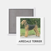 Airedale Terrier Magneet (Voorkant / Achterkant)