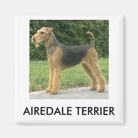 Airedale Terrier Magneet (Voorkant)