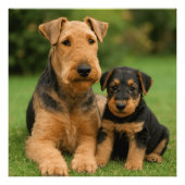 Airedale Terrier met puppy Foto Afdruk (Voorkant)