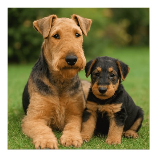 Airedale Terrier met puppy Foto Afdruk (Voorkant)