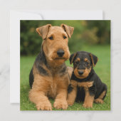 Airedale Terrier met puppy Kaart (Voorkant)