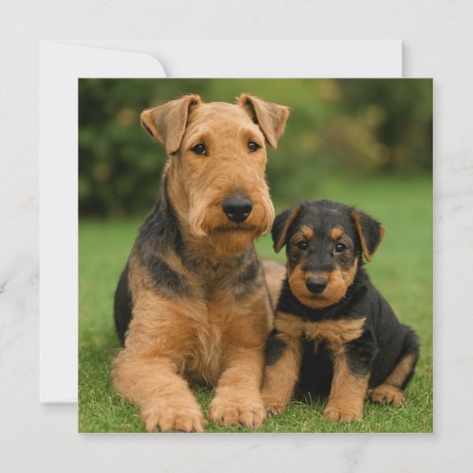 Airedale Terrier met puppy Kaart (Voorkant)