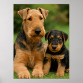 Airedale Terrier met puppy Poster (Voorkant)