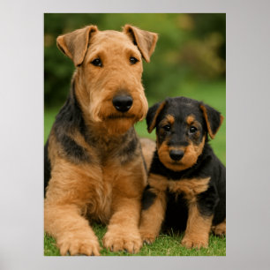 Airedale Terrier met puppy Poster