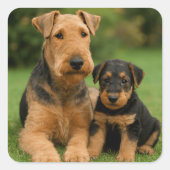 Airedale Terrier met puppy Vierkante Sticker (Voorkant)