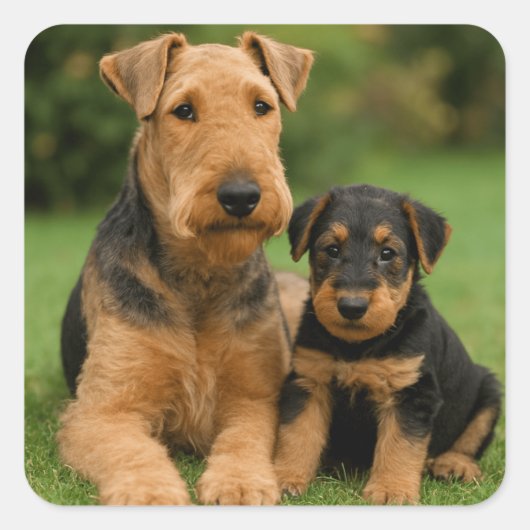 Airedale Terrier met puppy Vierkante Sticker (Voorkant)