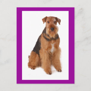 Airedale Terrier Puppie Hond Paarse Postkaart