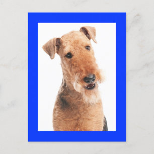 Airedale Terrier Puppy Dog Blue Briefkaart