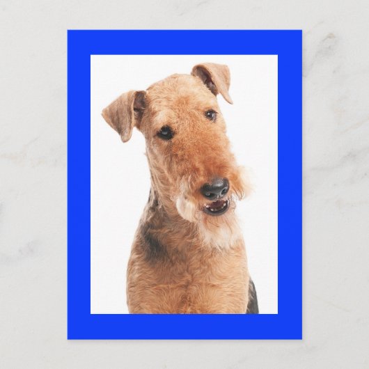 Airedale Terrier Puppy Dog Blue Briefkaart (Voorkant)